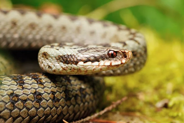 Portrait of Vipera berus — Stock Photo, Image