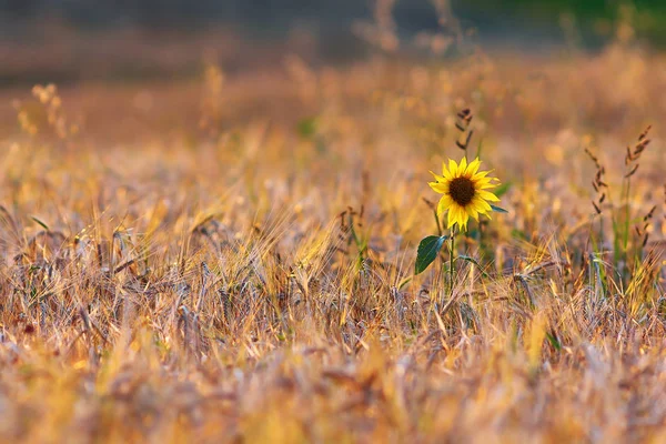 Girassol no campo de trigo — Fotografia de Stock