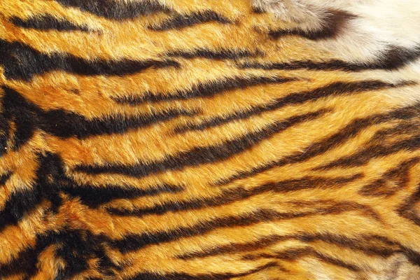 Textura de couro de tigre selvagem — Fotografia de Stock