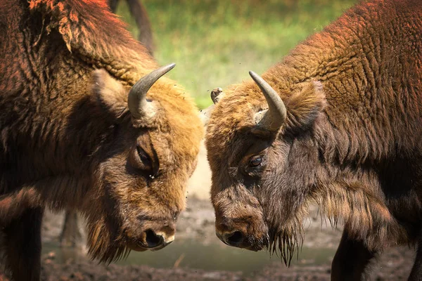 Dos bisontes europeos machos luchando — Foto de Stock