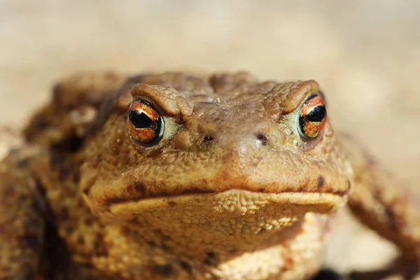 Потворний звичайний портрет жаби — стокове фото
