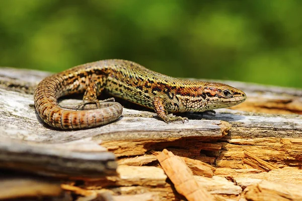 Lagarto vivíparo tomando el sol en el muñón — Foto de Stock