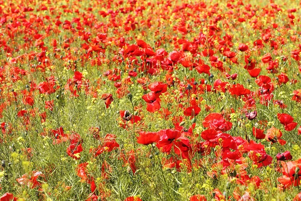 Wild poppies field — Stock Photo, Image