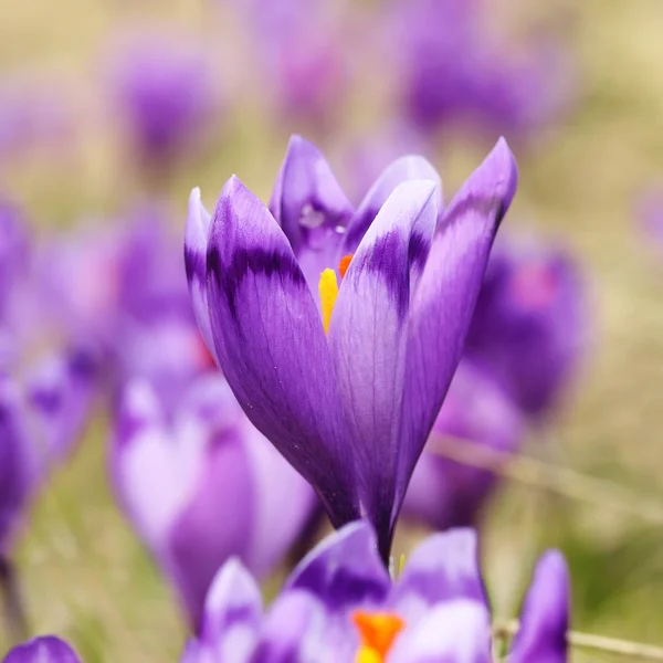 Vilda våren lila krokus — Stockfoto