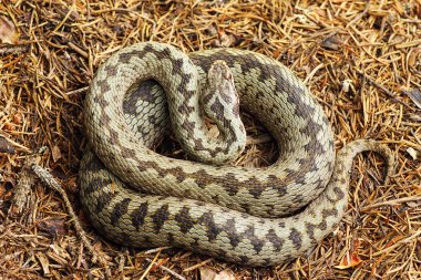 güzel çapraz Avrupa ortak engerek