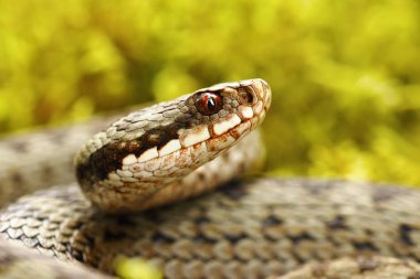 Ortak Avrupa Viper güzel portre