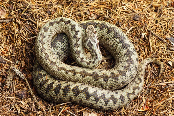 güzel çapraz Avrupa ortak engerek