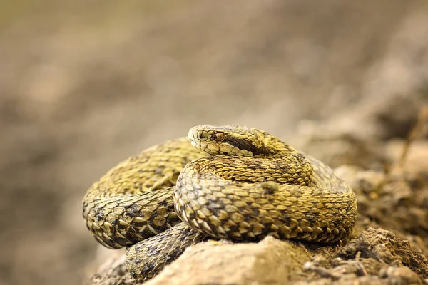 Gyönyörű természeti környezetben úszunk vipera — Stock Fotó