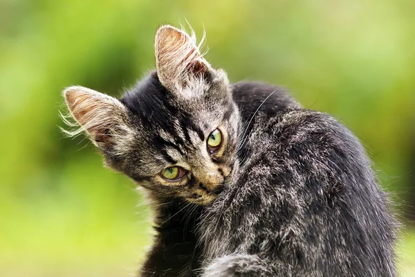 Hermoso gatito en el jardín —  Fotos de Stock