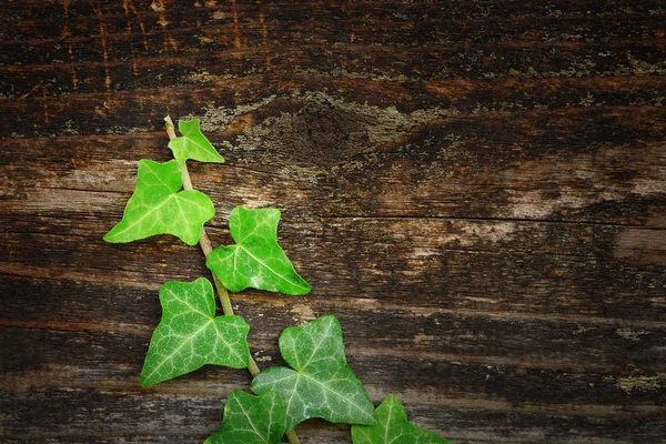 Hermosa hiedra en valla de madera —  Fotos de Stock