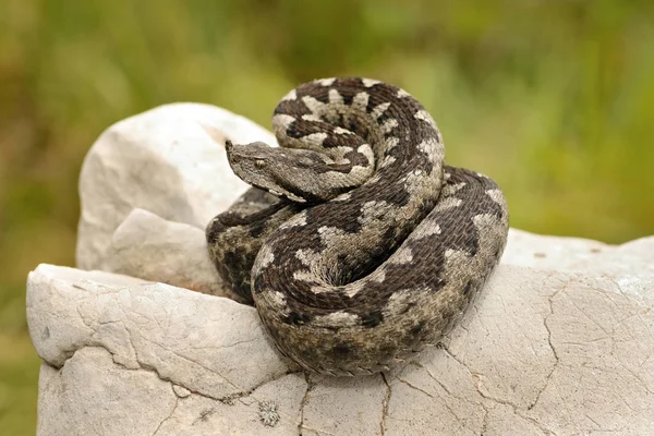 Vipera ammodytes güzel desen