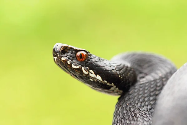 黒いヨーロッパ共通毒蛇のクローズ アップ — ストック写真
