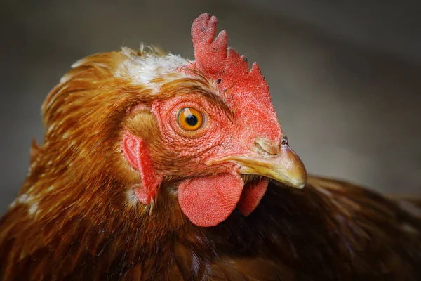 Primer plano de una gallina marrón —  Fotos de Stock