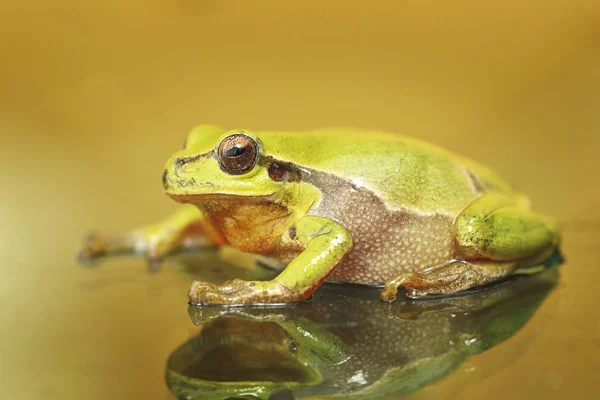 Şirin renkli yeşil ağaç kurbağası — Stok fotoğraf