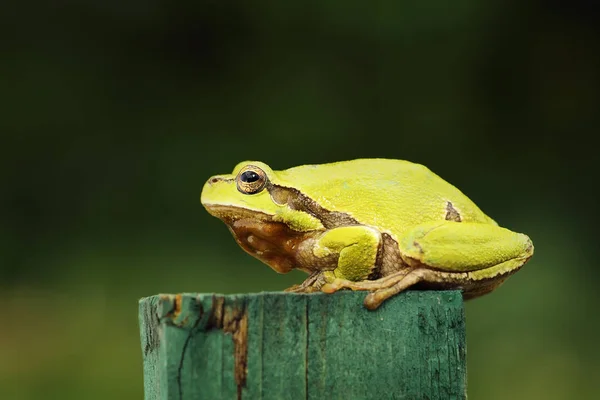 かわいい緑のアマガエル フルの長さの画像 — ストック写真
