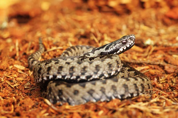 Gemensamma viper stående granskog motiveringen — Stockfoto