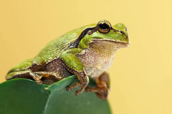 Rana árbol verde lindo en una hoja — Foto de Stock