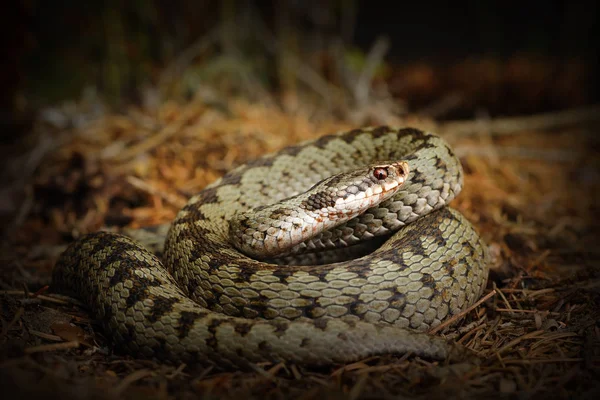 Víbora cruzada europeia, serpente no chão da floresta — Fotografia de Stock