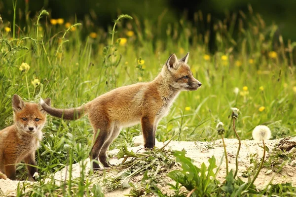 tilki yavrusu forest yakınındaki