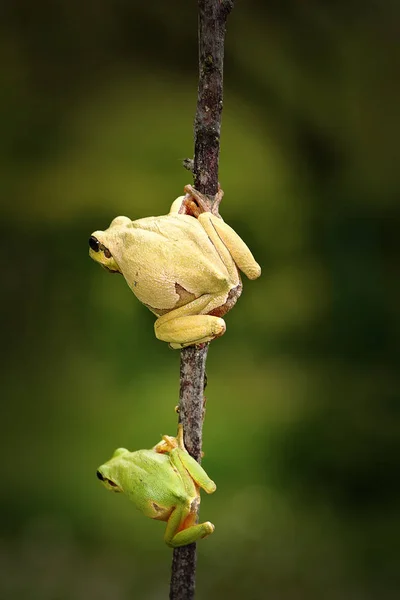 Green tree frog family — Stock Photo, Image