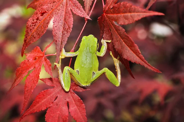 Zielona żaba drzewo wspinaczka na japoński klon — Zdjęcie stockowe