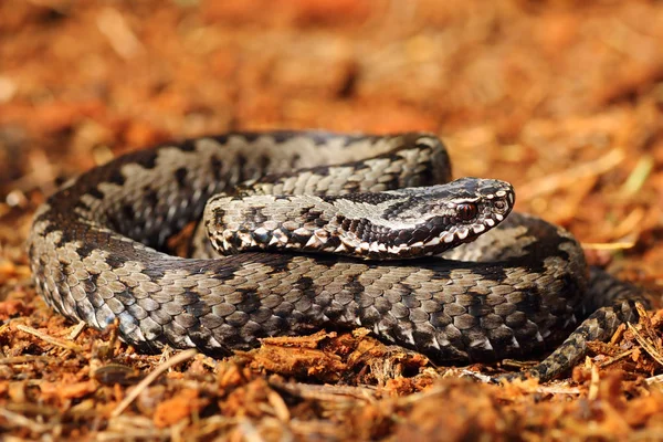 gri ortak çapraz engerek