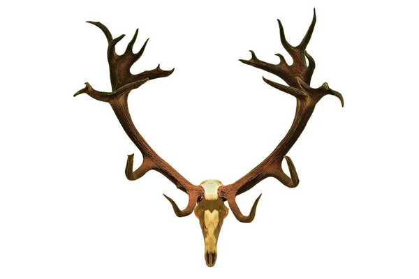 Huge red deer hunting trophy — Stock Photo, Image