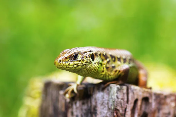 Macro tête d'un lézard de sable mâle — Photo