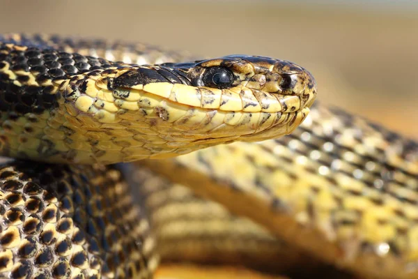 Макро-портрет пятнистой змеи — стоковое фото