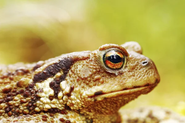 Макрозображення загальної коричневої голови жаби — стокове фото