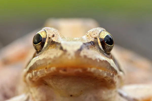 ヨーロッパの草蛙のマクロの肖像画 — ストック写真