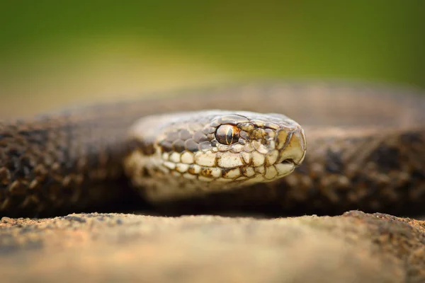 Macro portrait of juvenile meadow adder — Stock Photo, Image