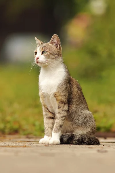 Пестрая домашняя кошка, стоящая в саду — стоковое фото