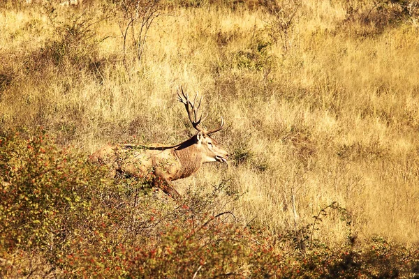 Червоні олені в природному середовищі проживання, сезон спарювання — стокове фото