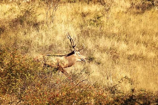 Kronhjort i naturliga habitat, parningssäsongen — Stockfoto