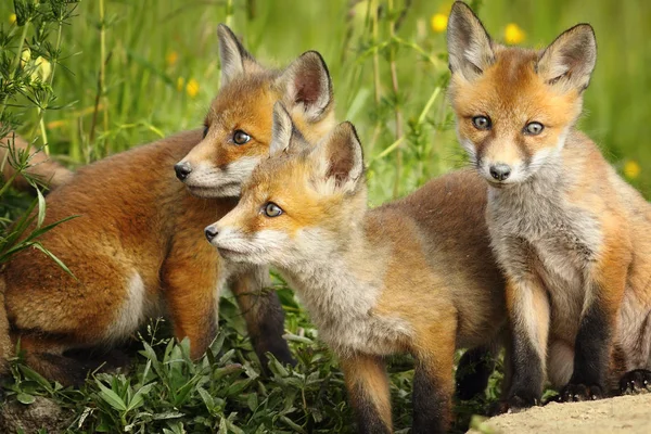 Red fox bratři u pelechu — Stock fotografie