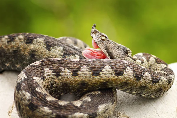 Vipera ammodytes onun dişleri gösterilen 