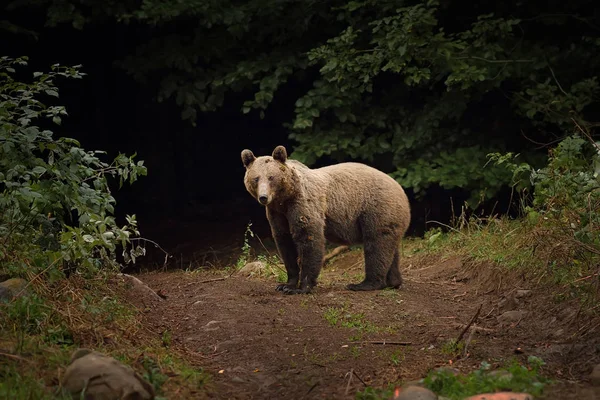 카 르 파 티아 산맥에 야생 브라운 곰 — 스톡 사진