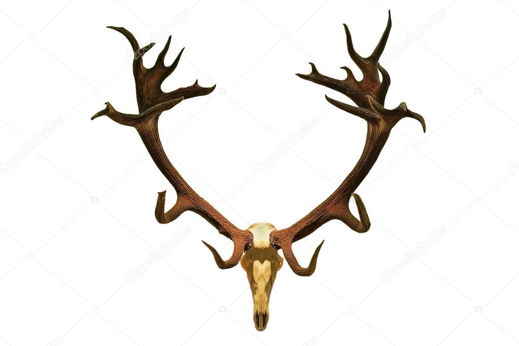 huge red deer hunting trophy