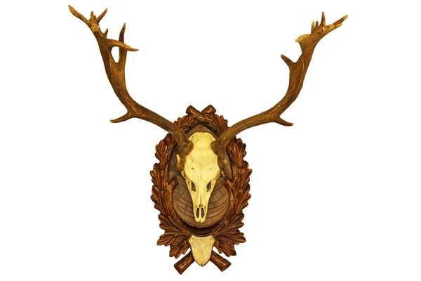 Beautiful fallow deer stag hunting trophy — Stock Photo, Image