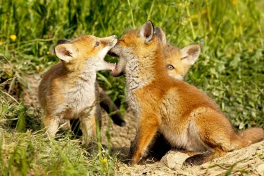 şirin fox yavrular dışarı yuva oynamak