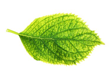 izole yeşil HORTENSIA yaprak