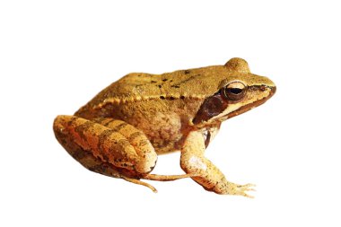izole Rana dalmatina