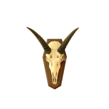 Saiga antilop kafatası