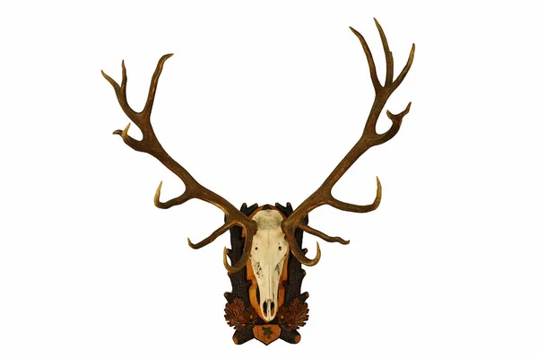 Beautiful large red deer trophy over white — Stock Photo, Image