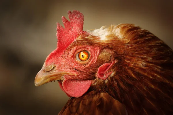 Retrato de gallina marrón con ojo dañado —  Fotos de Stock