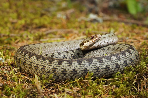 Moss üzerinde renkli çapraz Avrupa engerek — Stok fotoğraf