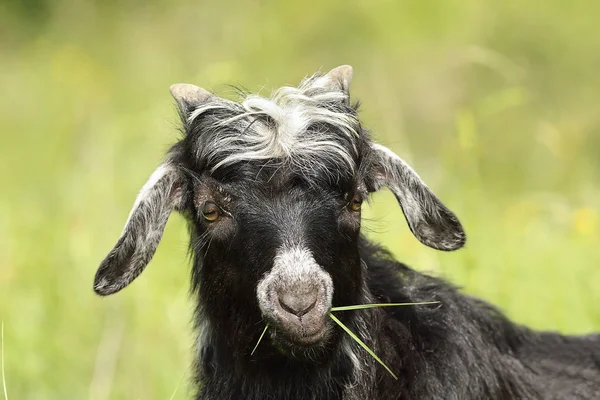 Bonito cabra criança pastoreio grama — Fotografia de Stock