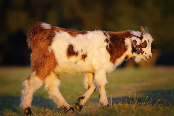 Cute mottled goat — Stock Photo, Image