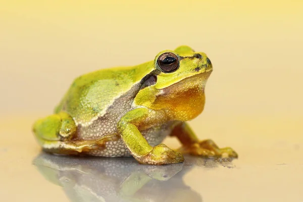 Lindo pequeño verde rana — Foto de Stock